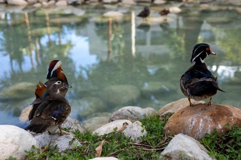Flock of ducks gather near a tranquil pond surrounded by smooth rocks and lush greenery. The