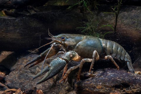 Astacus astacus, crayfish, European crayfish, European crayfish, crayfish, arthropods, crabs,