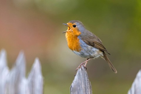 Erithacus Rubecula, Robin, Robins, Birds, Call, Garden Fence, Garden Fence, Song, Passeri, Call,