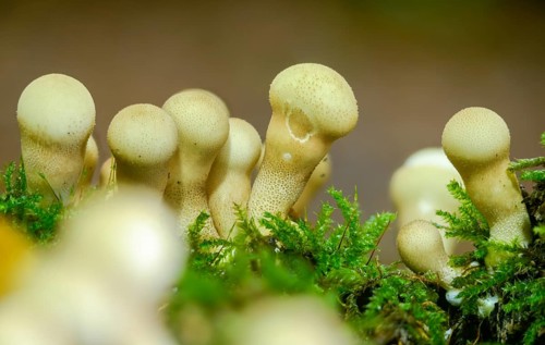 Apioperdone pyriforme, pear bovist, pear dusting, lycoperdone pyriforme, morganella pyriformis,