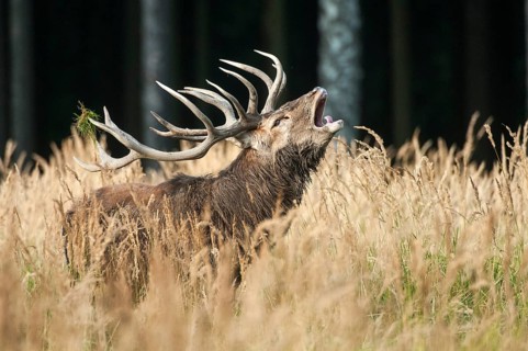 Artiodactyla, Cervus Elaphus, even-toed ungulate, cloven-hoofed, red deer, red deer, rutting, deer,