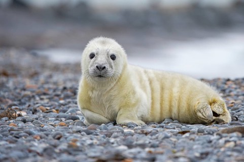 Young grey seal (Halichoerus grypus) on the beach, Nordesee, Heligoland, Schleswig-Holstein,