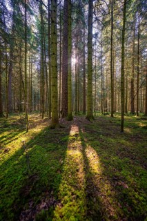 Sun rays cast long shadows between trees in the forest, Besenfeld, Black Forest, Germany
