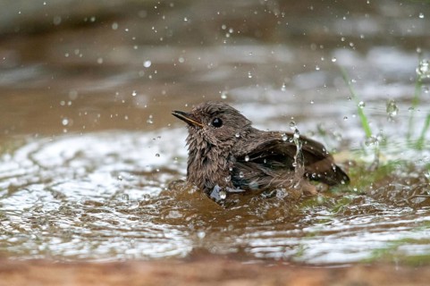 Black redstart, house redtail, Phoenicurus ochruros, bath, bird bath, birds, garden, passeri,
