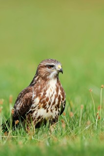 Common buzzard (Buteo buteo) in a meadow, North Rhine-Westphalia, Germany