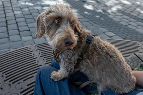 Dog, wire-haired dachshund, Franconia, Bavaria, Germany