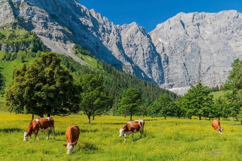 Cows graze in the sunshine under a blue sky among sycamore maples (Acer pseudoplatanus) in the
