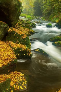 Autumn on a stream in the Elbe Sandstone Mountains in the Saxon Switzerland National Park, Lohmen,