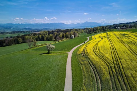 Blooming rapeseed field with the Alps and the Rigi in the background, Geltwil, Freiamt, Canton of