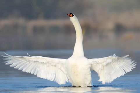 Mute swan (Cygnus olor), flapping wings, North Rhine-Westphalia, Germany