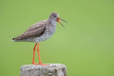 Common Redshank (Tringa totanus), De Waal, Texel, Netherlands