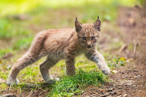Eurasian lynx (Lynx lynx) youngsters (cub) sitting in a forest, Bavaria, Germany
