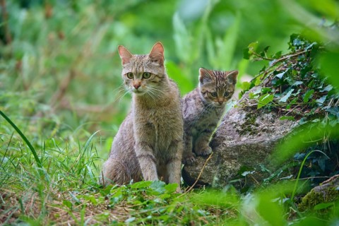 A wildcat with her kittens sitting next to a stone in a green setting, European wildcat (Felis