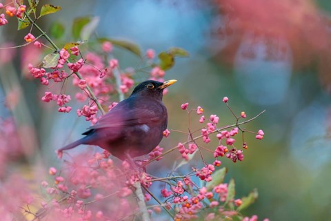 A common blackbird (Turdus merula) sits in a European spindle tree (Euonymus europaeus), and eats