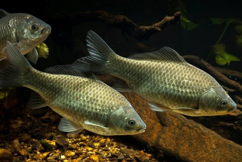 Carassius gibelio, pediment, prussian carp, silver carp, fish, fishes, pisces