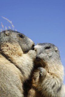 Groundhog, Hohe Tauern, Austria, 09/2007