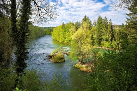 Small island in the Reuss river, beech trees sprouting leaves in spring, Niederwil, Gnadental,