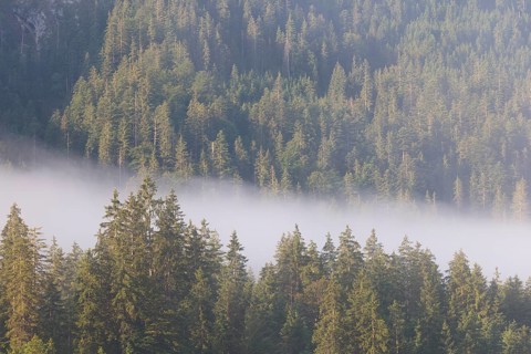 A river of fog flows through the forest. Isar valley nature conservancy area. Bavaria, Germany