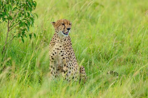 A cheetah sits in the tall grass of the savannah, looking to one side, cheetah (Acinonyx jubatus),