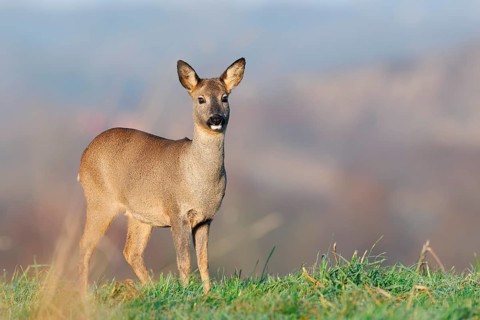 European roe deer (Capreolus capreolus), doe standing in a meadow, Lower Saxony, Germany