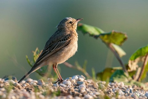 Anthus campestris, Brachpieper, Brandenburg, Germany, Nabu, national natural heritage, natural