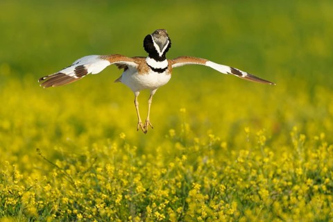 Little Bustard (Tetrax tetrax), courtship leap, Aragon, Spain
