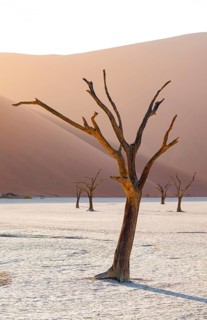 Red sand dunes and white salt pan with dead trees, Dead Vlei, Namib Desert, Namib Naukluft Park,