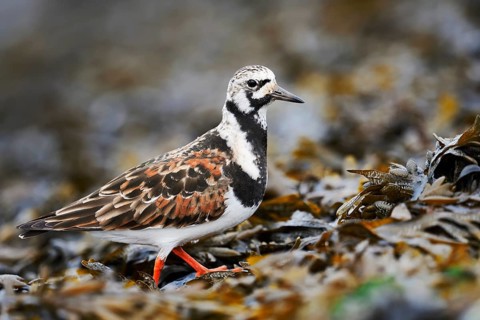 Turnstone (Arenaria interpres), North Holland, Netherlands
