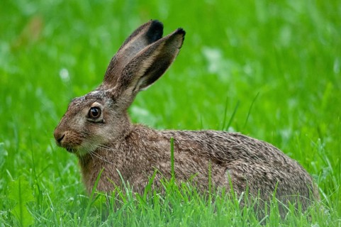 European hare, hares, hares, lagomorpha, lepus europaeus, bunny, mammals, mammals