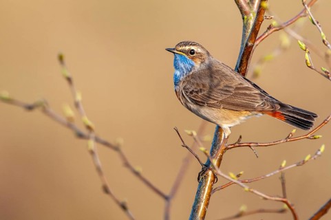 A courting bluethroat (Luscinia svecica), Dümmer, Lembruch, Lower Saxony, Germany