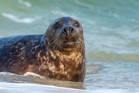 Grey seal (Halichoerus grypus), North Sea, Heligoland, Schleswig-Holstein, Germany