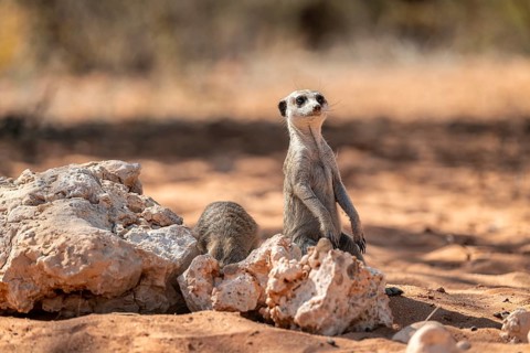 Meerkat (Suricatta suricata), Kgalagadi Transfrontier Park, Northern Cape, South Africa