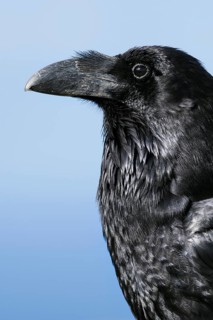 Common raven (Corvus corax tingitanus), portrait, Fuerteventura, Canary Islands, Spain