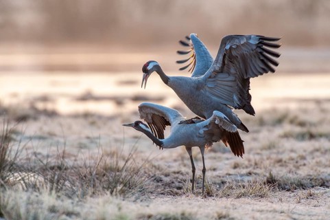 Crane (Grus grus), courtship, crane dance, mating, Fågelsjö, Gävleborg County, Sweden