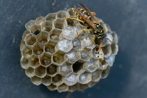 Brighter-colored paper wasp, French field wasp, gallic field wasp, house field wasp, hymenoptera,