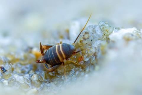 Ant crickets, common ant cricket, myrmecophila acervorum, crickets, grasshoppers, insects, insects