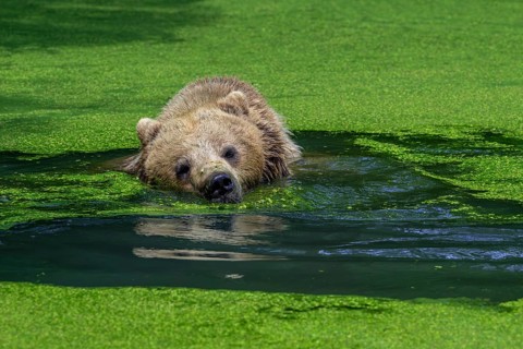 Bathing European brown bear (Ursus arctos) cooling down, chilling in water of pond covered in