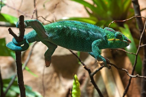 Panther chameleon, terrarium at Nuremberg Zoo, Nuremberg, Middle Franconia, Bavaria, Germany. PR
