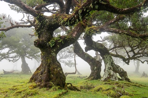 Laurel trees (Laurus nobilis) on Madeira, Fanal, Madeira, Portugal