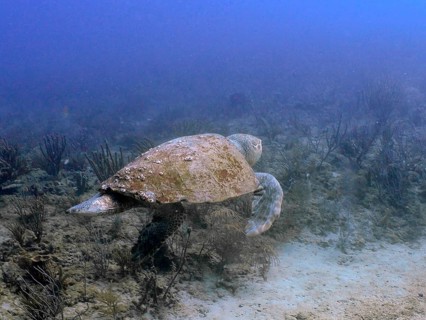A loggerhead sea turtle (Caretta caretta) is moving towards the seabed, at the Breakers dive site,