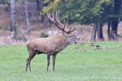 Red deer (Cervus elaphus) during the rutting season, a magnificent stag in a woodland clearing,