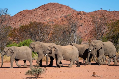 African elephant (Loxodonta africana), desert elephant, riverbed of the Ugab River, Damaraland,