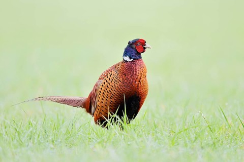 Pheasant (Phasianus colchicus), a cock standing in a meadow, North Rhine-Westphalia, Germany