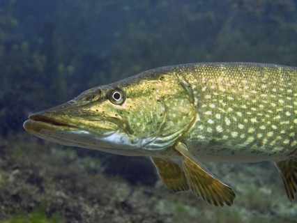 Close-up of a pike (Esox lucius) showing details of its skin and eyes, at the Parkhaus Post dive
