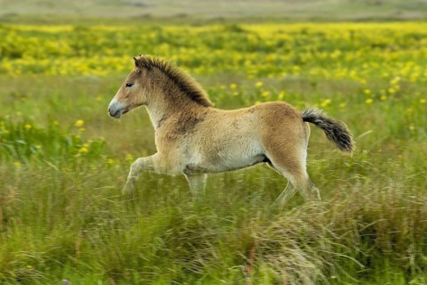 Horses - Pets - Exmoorpony, Texel Island, Netherlands