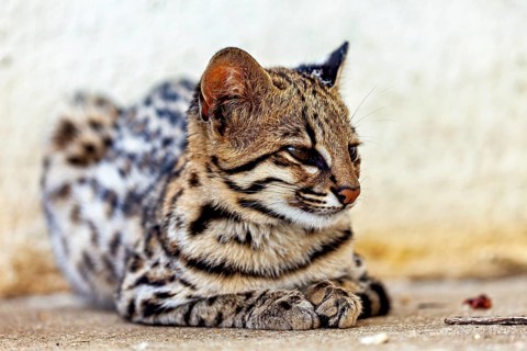 A cat lies on the floor against a wall, looking content, a tiger cat (Leopardus tigrinus) in an