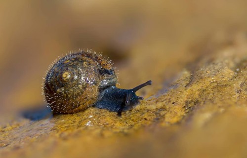 Silky hair snail, trochulus sericeus, gastropoda, mollusca, snails, snails, molluscs