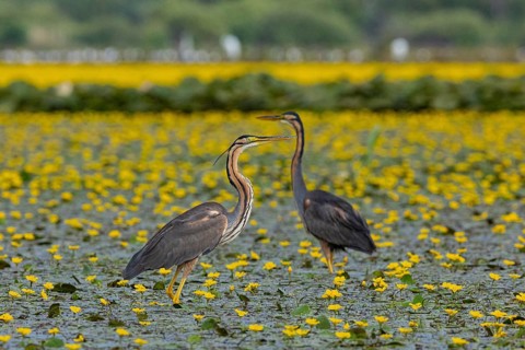 Purple heron (Ardea purpurea) Hungary