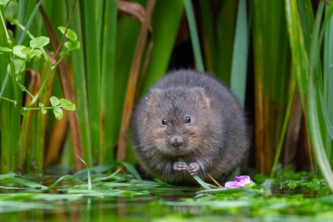 Water vole (Arvicola amphibius) adult rodent mammal feeding on the edge of a reedbed in a pond,