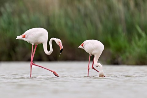 Two greater flamingos (Phoenicopterus roseus), standing in the water whilst foraging, Camargue